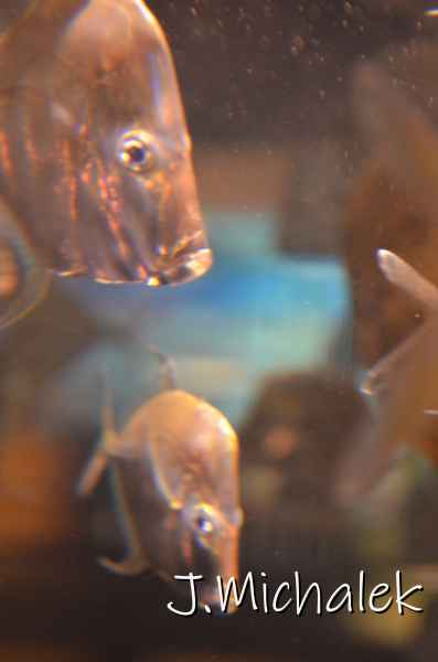 D7M_1560.JPG