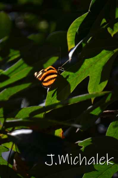 D7M_4960.JPG