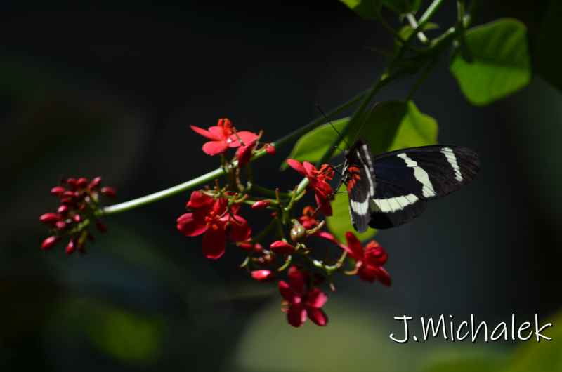 D7M_4969.JPG