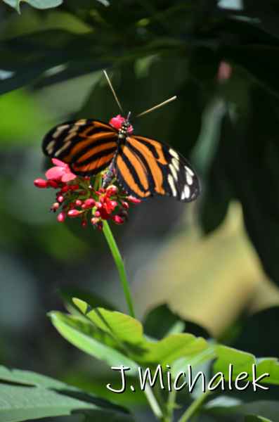D7M_4980.JPG