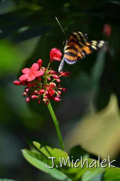 D7M_4984.JPG