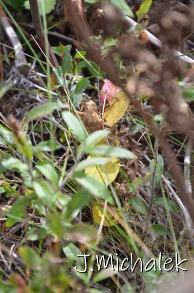 D7M_5513.JPG