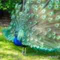 N85_2331_LRedit_small