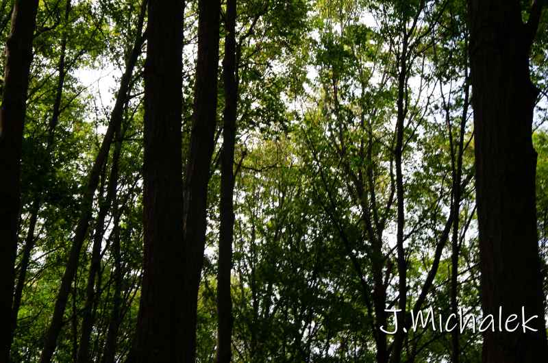 D7O_6119.jpg