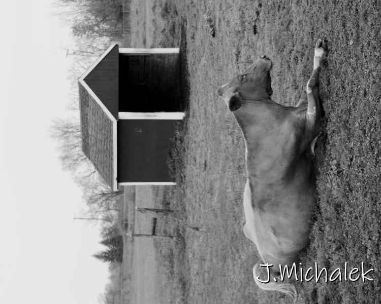 DSC_7861_bw.JPG